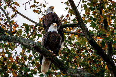 Low angle view of eagle perching on tree