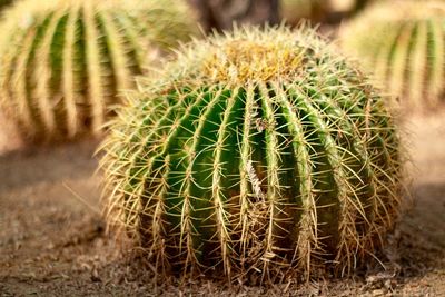 Close-up of cactus plant on field