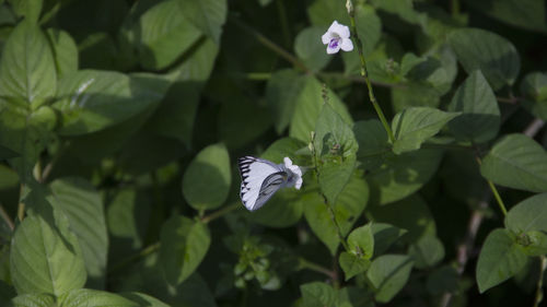 Close-up of butterfly on white flowers blooming outdoors