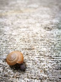 Close-up of snail