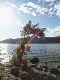 Tree by sea against sky