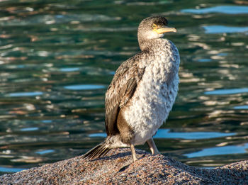 Close-up of bird perching on rock