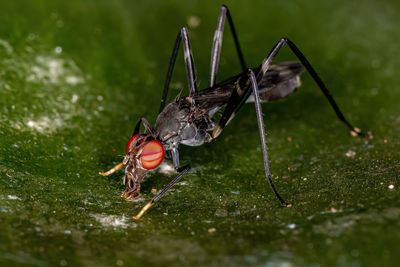 Close-up of fly