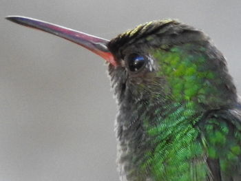 Close-up of bird