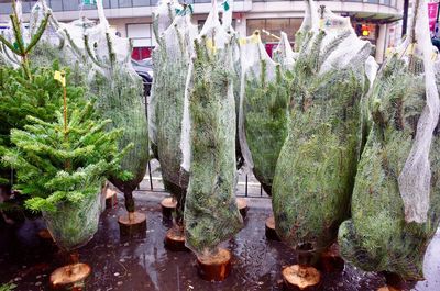 Plants hanging for sale at market stall