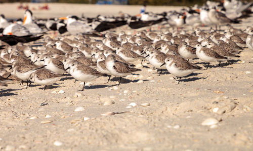 Close-up of birds on beach