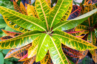 High angle view of leaves