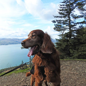 Dog looking away while standing on lake