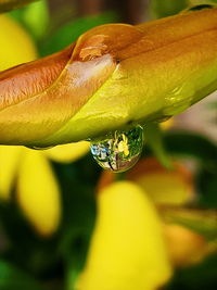 Close-up of insect on plant
