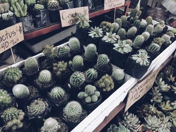 High angle view of vegetables for sale at market
