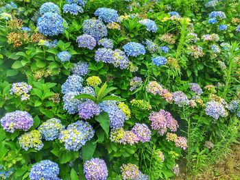 View of beautiful hydrangea feet at the edge of the street in the city center.