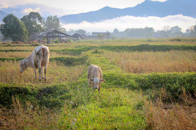 Sheep grazing in a field