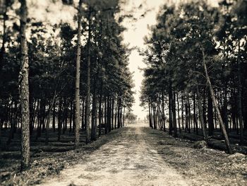 Panoramic view of trees against sky