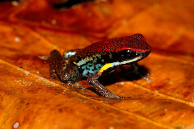 Close-up of lizard on wood