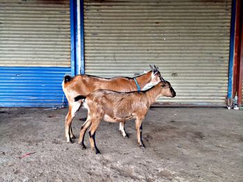 Dog standing against the wall