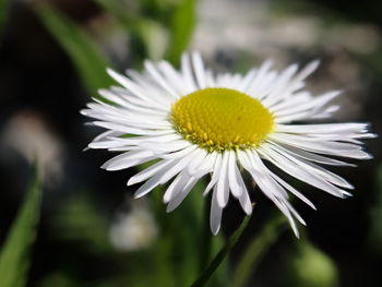 Close-up of white daisy