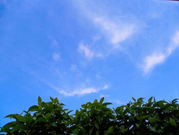 Low angle view of plants against blue sky