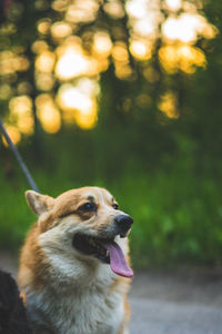 View of a dog looking away