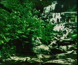 Moss covered rocks in forest