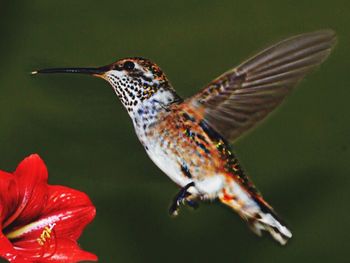 Close up of a bird