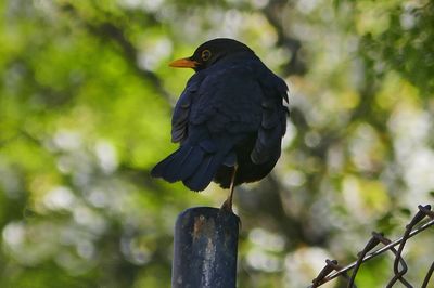 Close-up of bird perching on wooden post