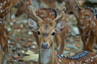 Portrait of deer in forest