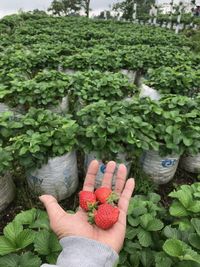 Close-up of strawberries