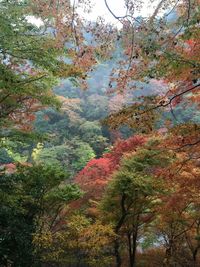 Trees in a forest