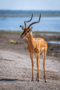 Portrait of deer