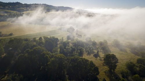 Scenic view of trees on landscape against sky