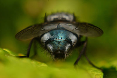 Close-up of fly