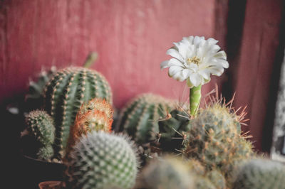 Close-up of cactus flower pot