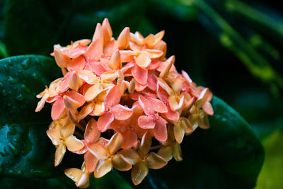 Close-up of pink flowering plant