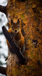 Close-up of squirrel on tree trunk