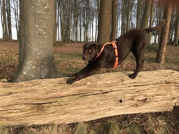 Dog lying down on tree trunk