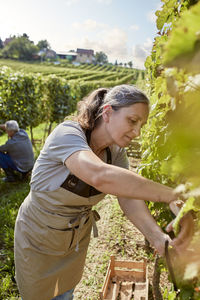 Farmer pruning grape vine with man working in background