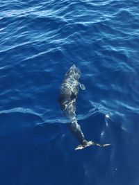 High angle view of turtle swimming in sea