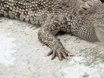 Close-up of animal lying on ground