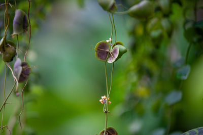 Close-up of purple flowering plant