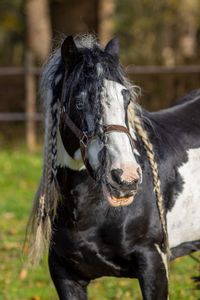 Close-up of black horse on field