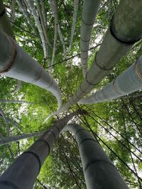 Low angle view of bamboo trees in forest