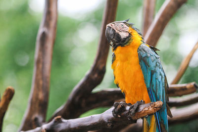 Close-up of parrot perching on branch