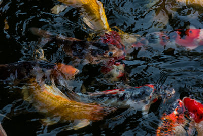 Fish swimming in sea