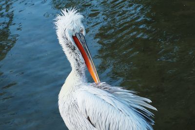 Close-up of pelican by lake