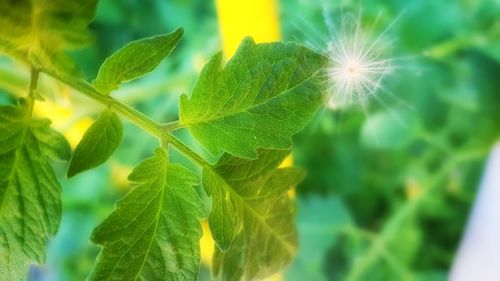 Close-up of fresh green plant