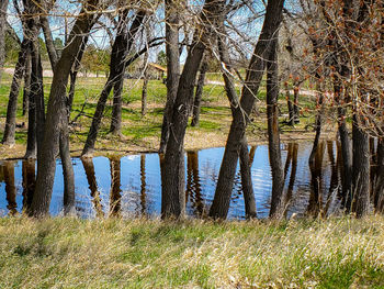 Scenic view of lake in forest