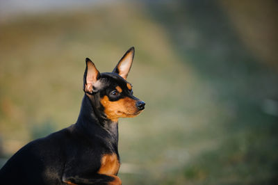 Close-up of dog