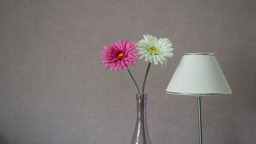 Close-up of white flowers against wall