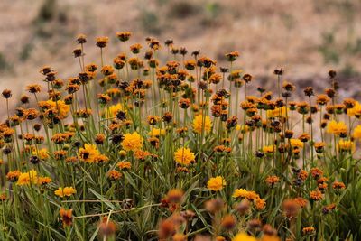 Close-up of yellow flowers