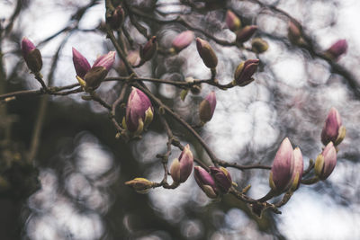 Close-up of flowering plant